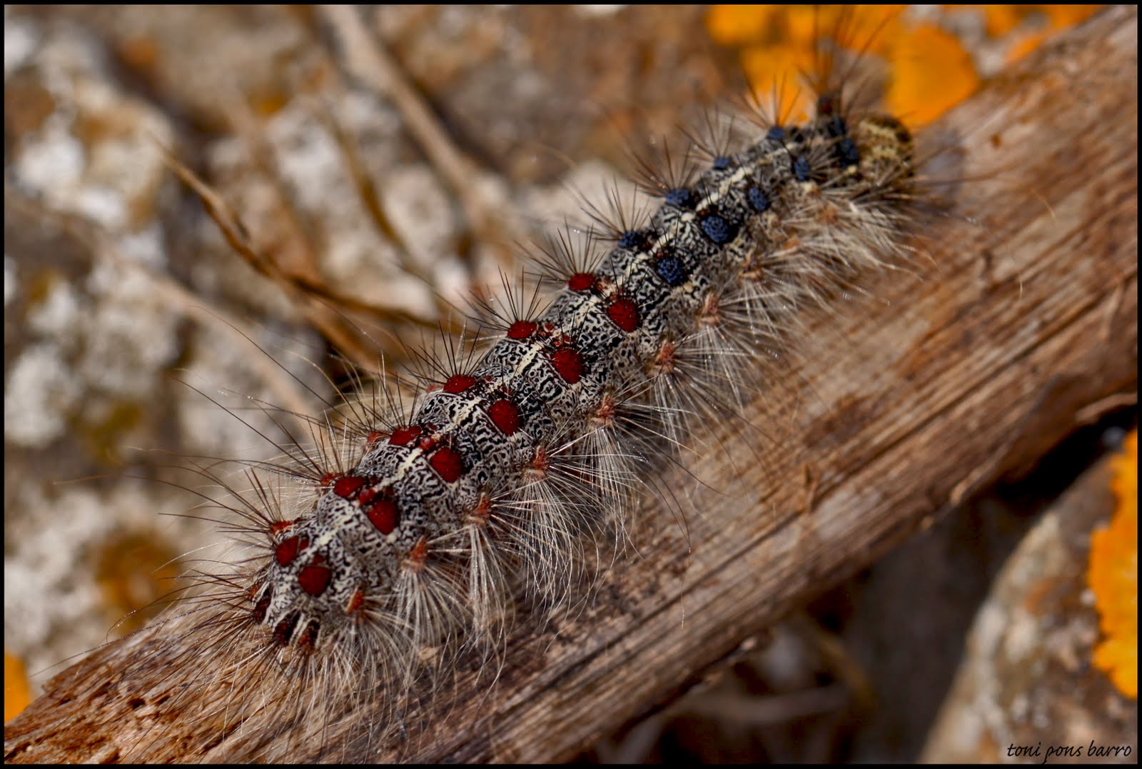 -MENORCA-: Lagarta Peluda (Lymantria dispar).