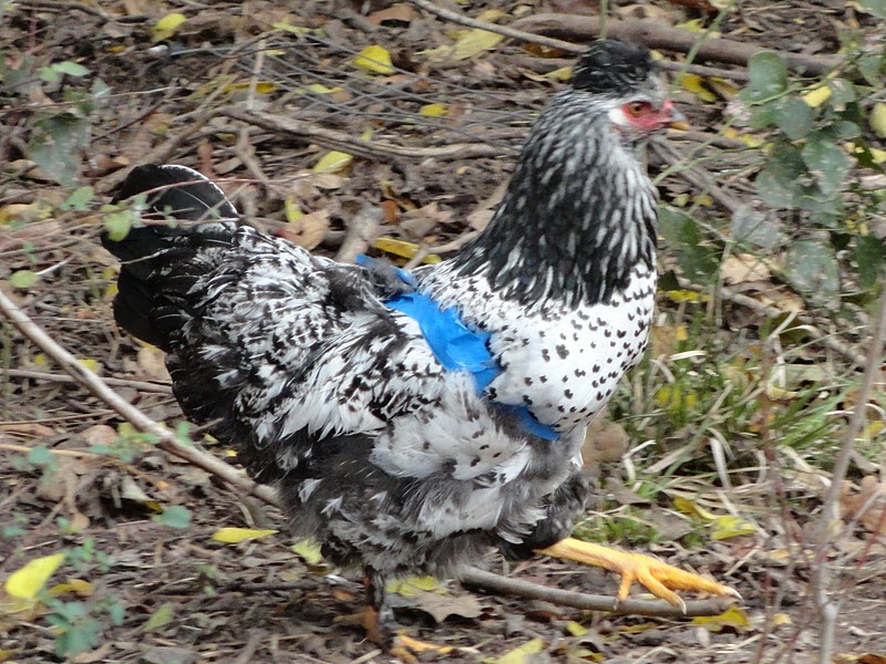 Laughing Duck Farm Straight Jackets for Your Chickens