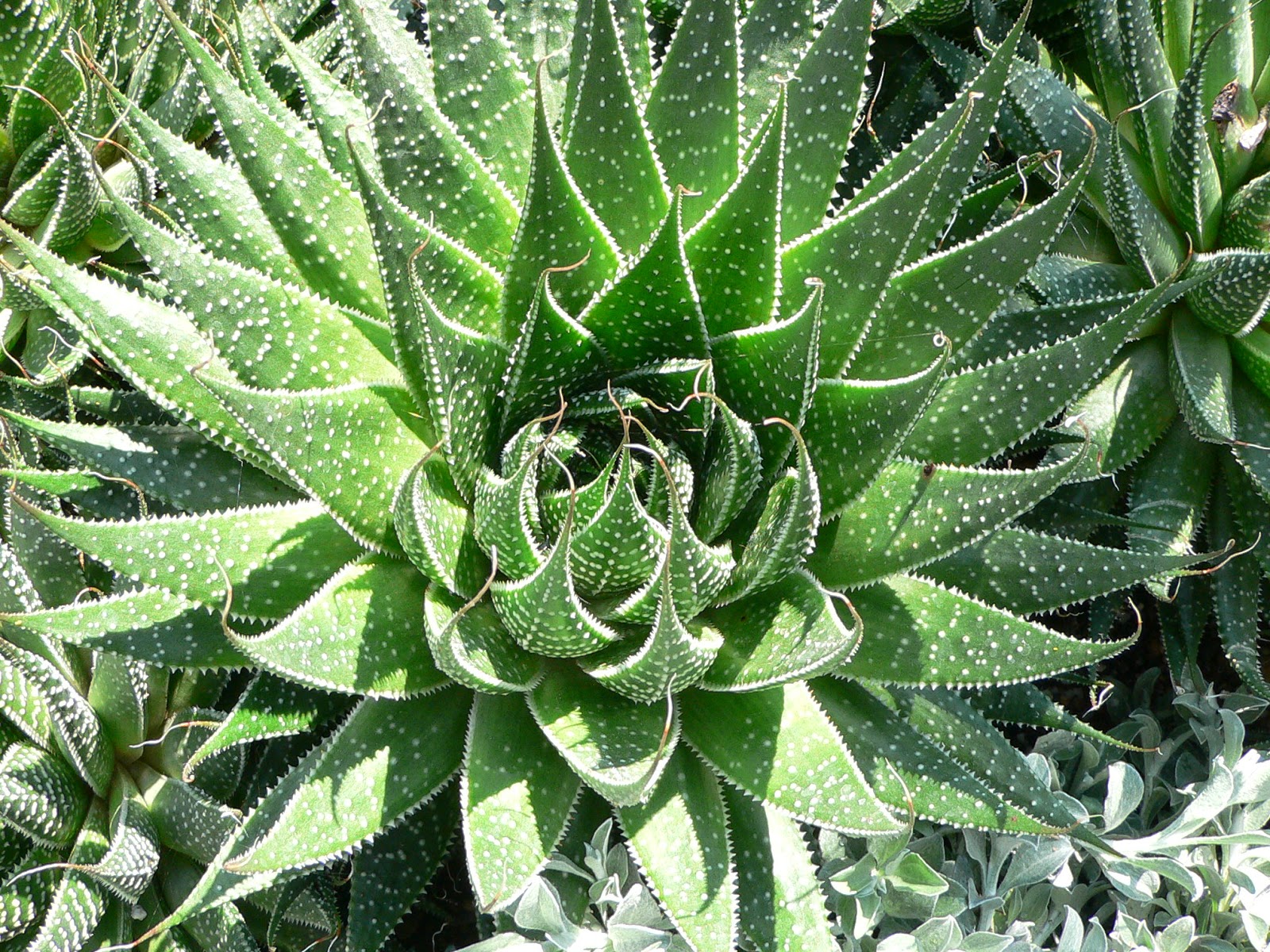 Blok888 Top 10 Amazing Healing Plants for Your Garden