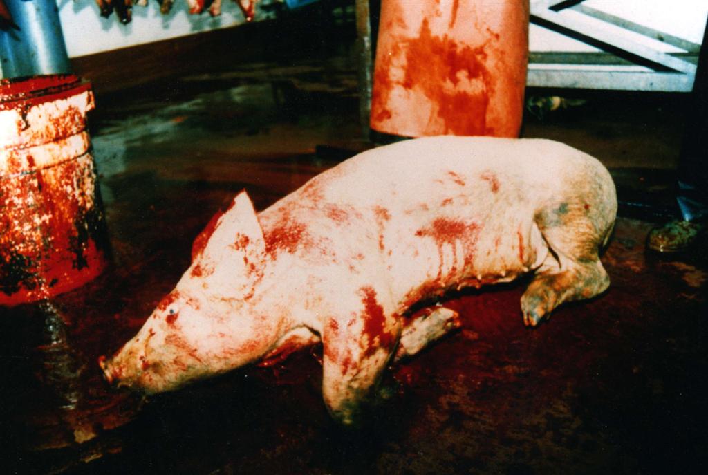 Come allevare maialini appena nati