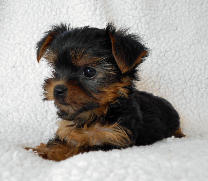 The Heavenly Yorkies TeaCup Litter 8 weeks