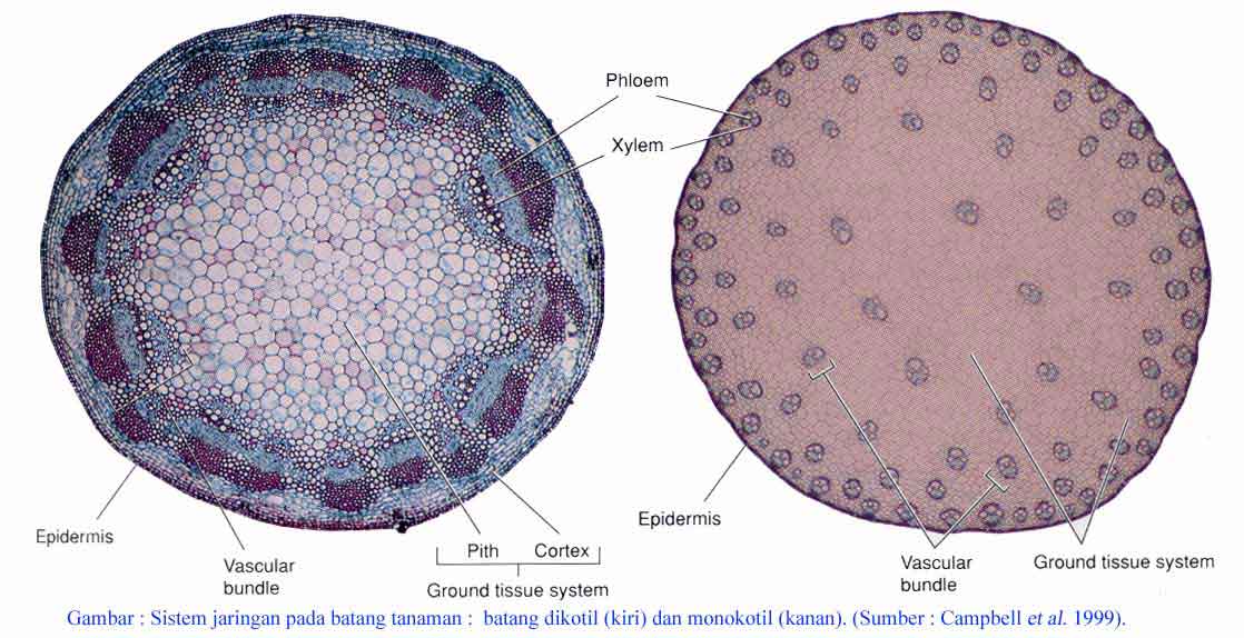 tumbuhan pengertian dikotil dan monokotil