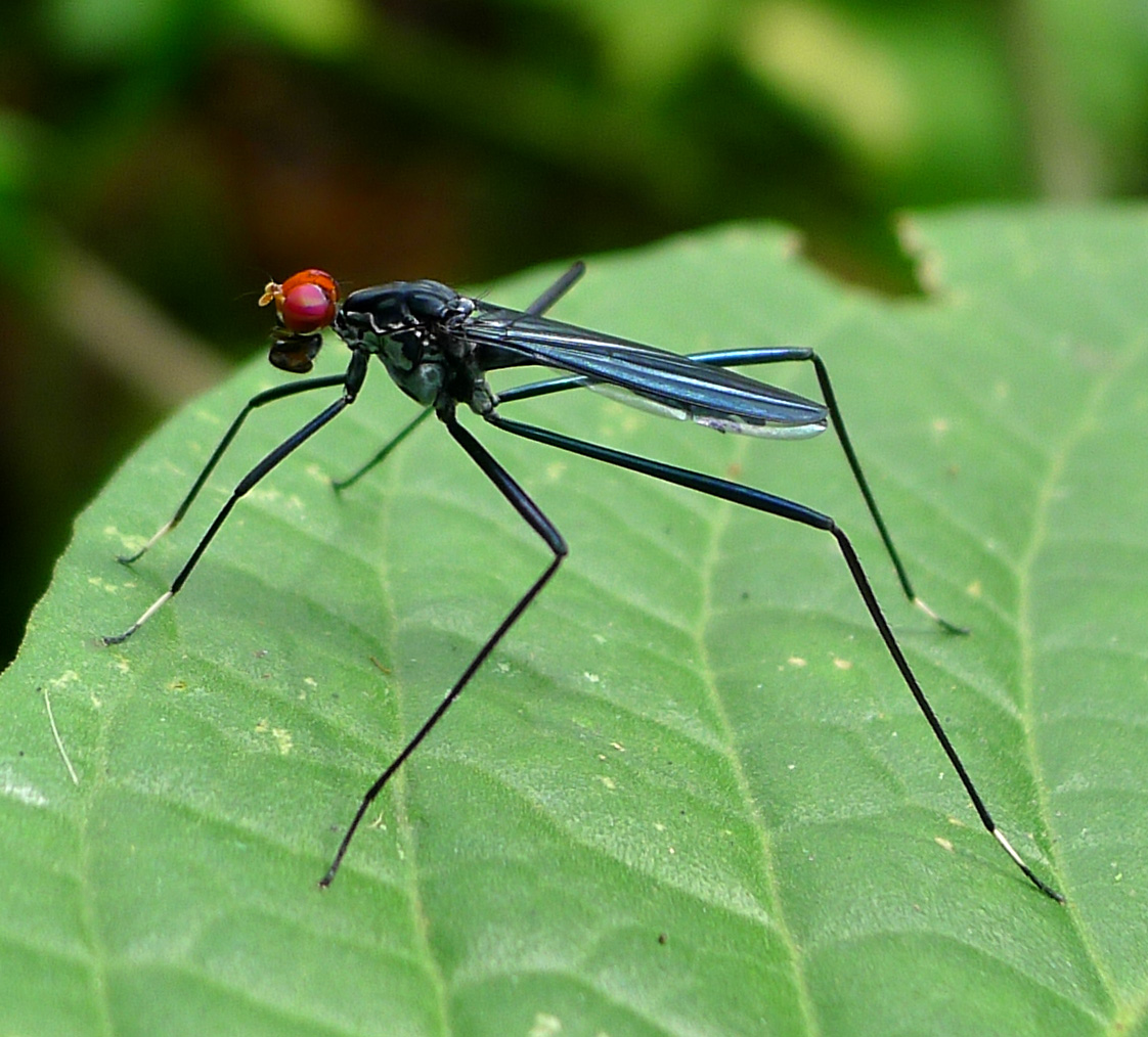Real Monstrosities Stiltlegged Fly