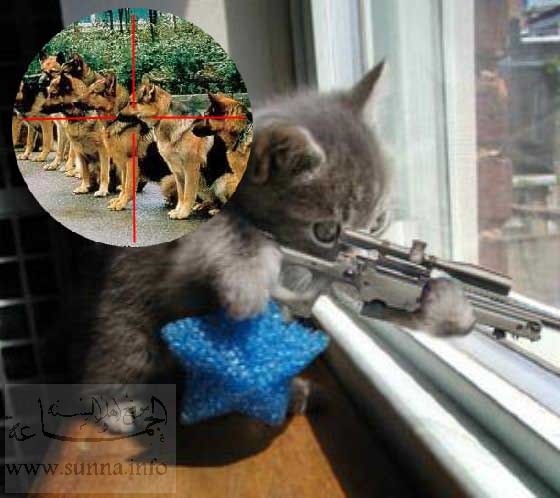 labels animals cats funny funny cats funny images funny wallpapers ...