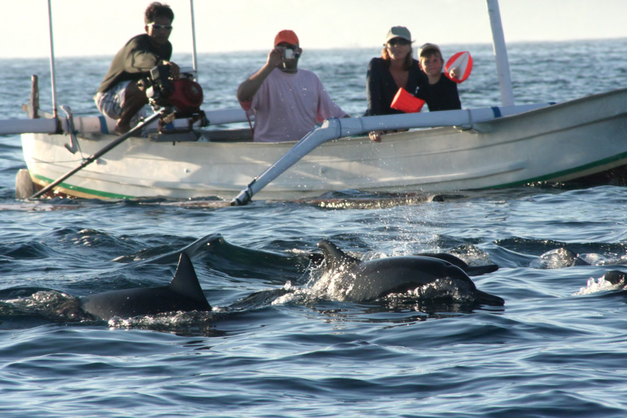 DOLPHIN TOUR