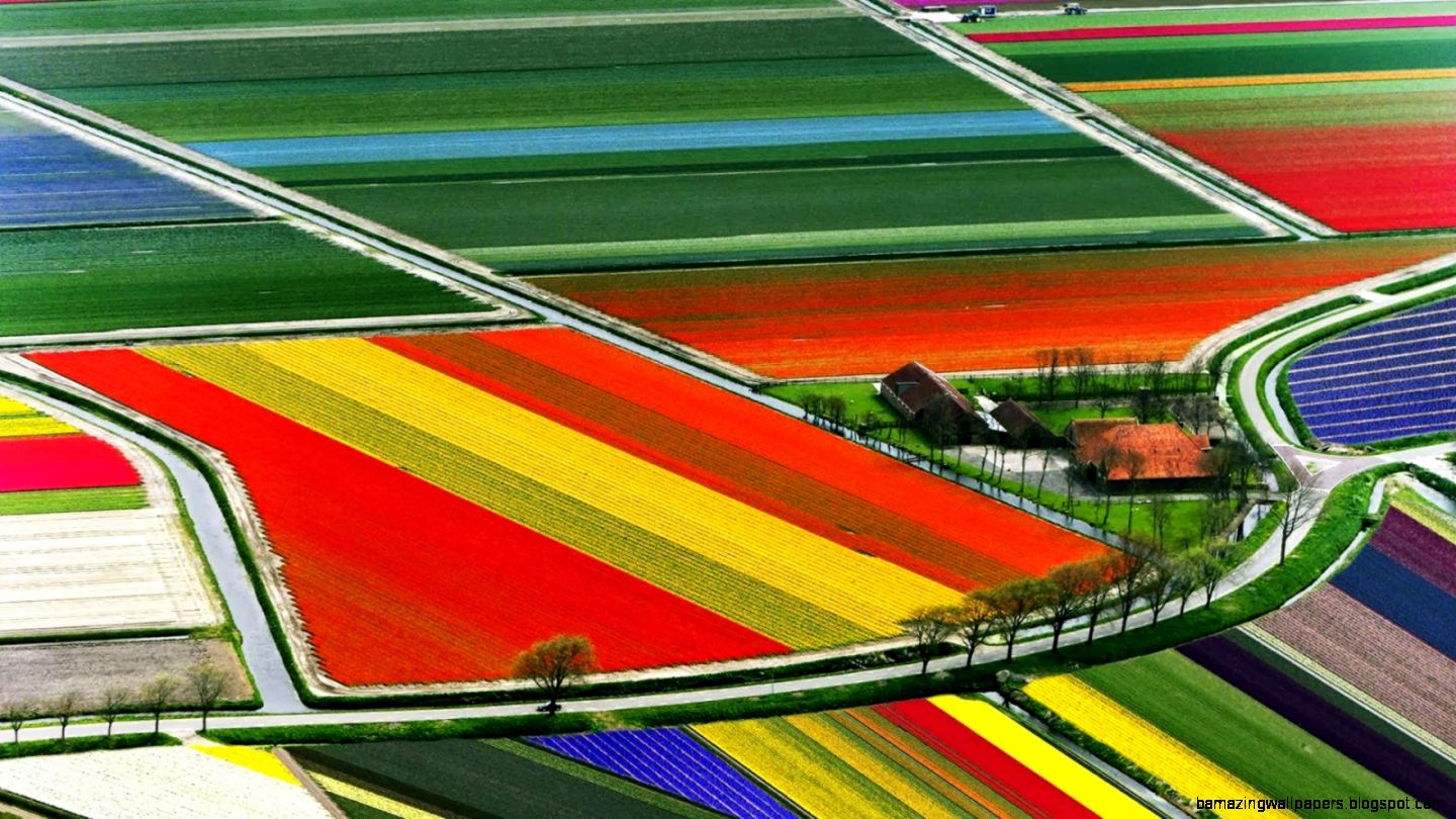 Helen Shaddock Tulip fields Helen Shaddock Tulip fields