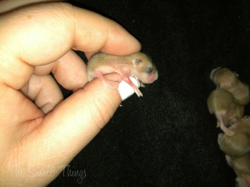 Jelly had litter 2 The journey of Hamsters from Birth.