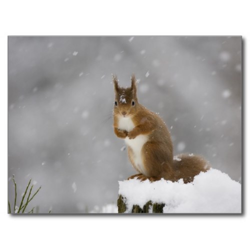 A Red Squirrel on a Wintry, Snowy Day | Photo Portrait Postcard