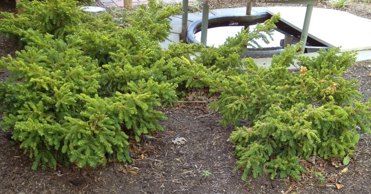 Plant Photo Project Emerald Spreader Japanese Yew