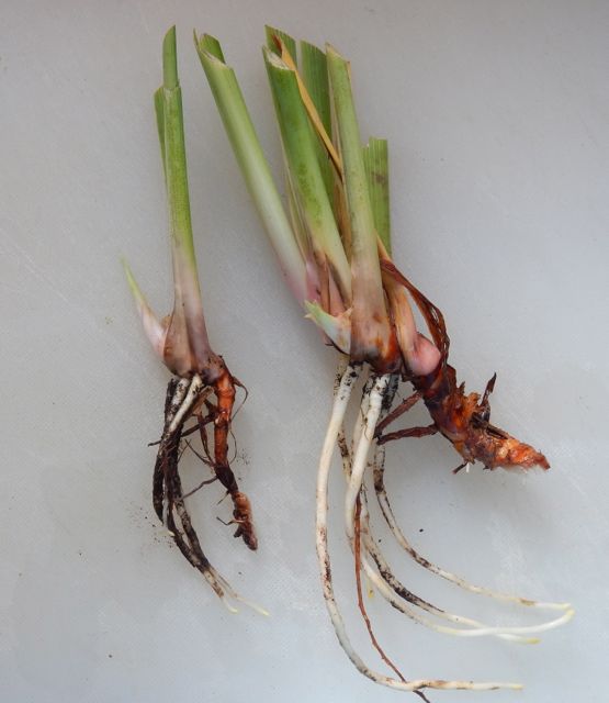 World of Irises Autumn Transplanting time for Pacifica Iris