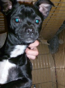 TEDY ADOPTADO EN BARCELONA.
