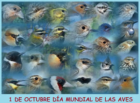Día Mundial de las Aves