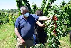 CEREZAS DE CILLEROS "YOMAR"