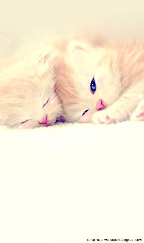 Sleeping Cute Kittens Lockscreen iPhone 4s Wallpaper Download Sleeping Cute Kittens Lockscreen iPhone 4s Wallpaper Download