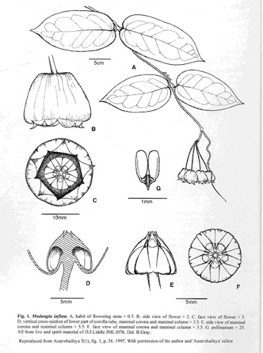 Hort Log Madangia Hoya Inflata