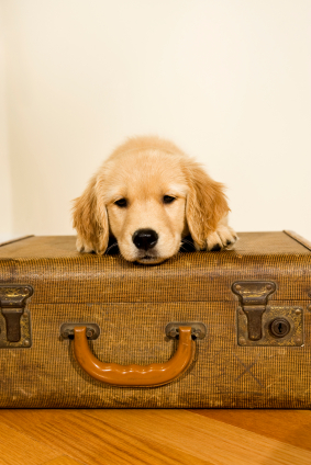 friendly hotels myrtle pet friendly hotels in myrtle friendly hotels myrtle pet friendly hotels in myrtle