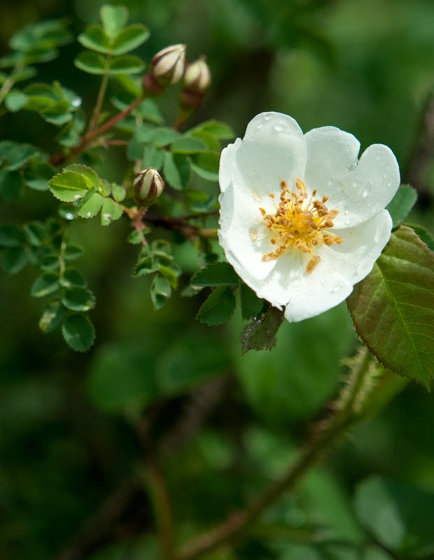 The Scots Rose - Rosa spinosissima 