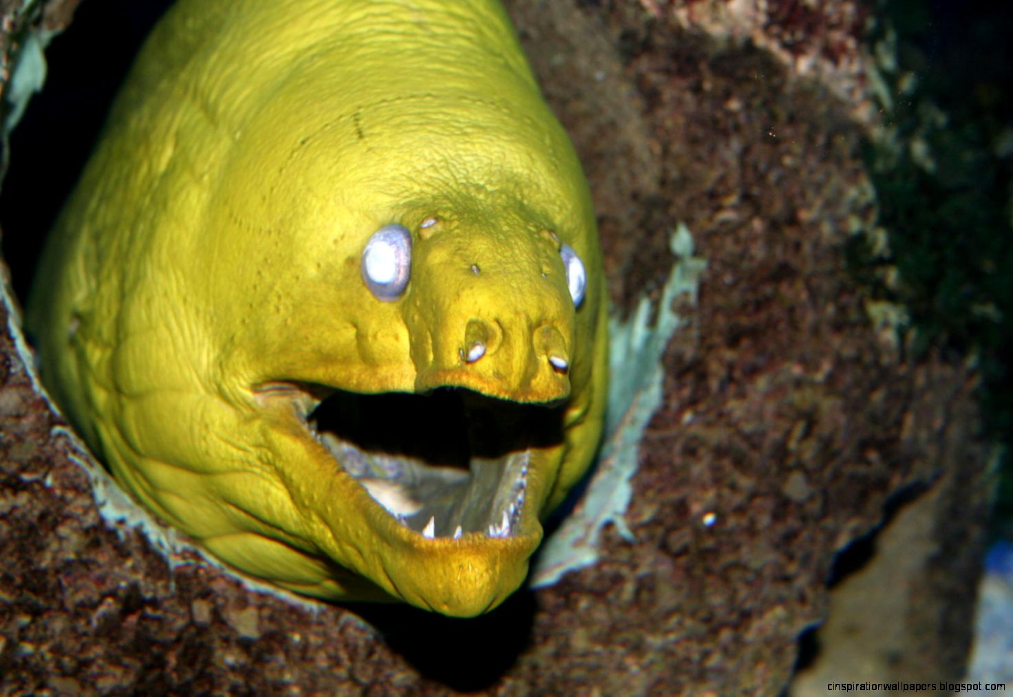 Moray Eel Moray Eel