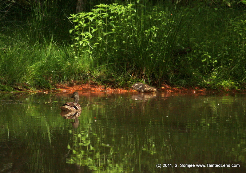 Just Nature Photography Duck Pond Habitat