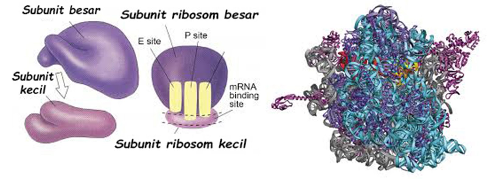 Fungsi dan Struktur Ribosom &amp; Retikulum Endoplasma (RE)