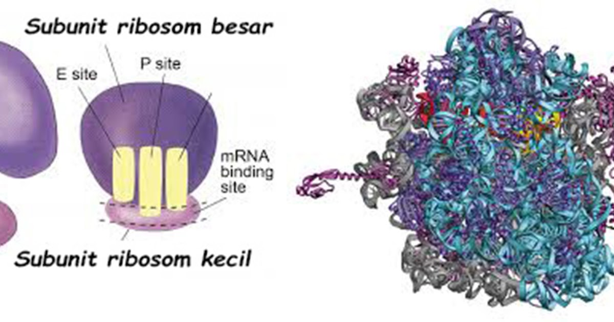 Fungsi dan Struktur Ribosom &amp; Retikulum Endoplasma (RE)