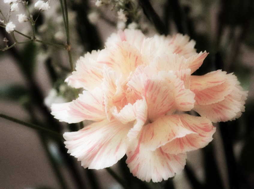 Within My Focus Flowers for Dark Days