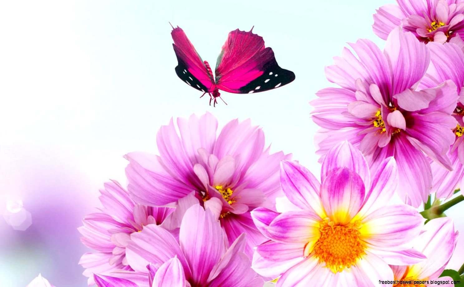 Beautiful Flower Backgrounds 6774979 Beautiful Flower Backgrounds 6774979