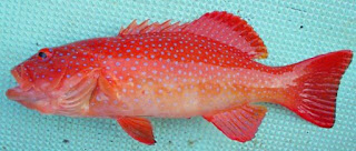Plectropomus leopardus (kerapu sunu) Plectropomus leopardus (kerapu sunu)