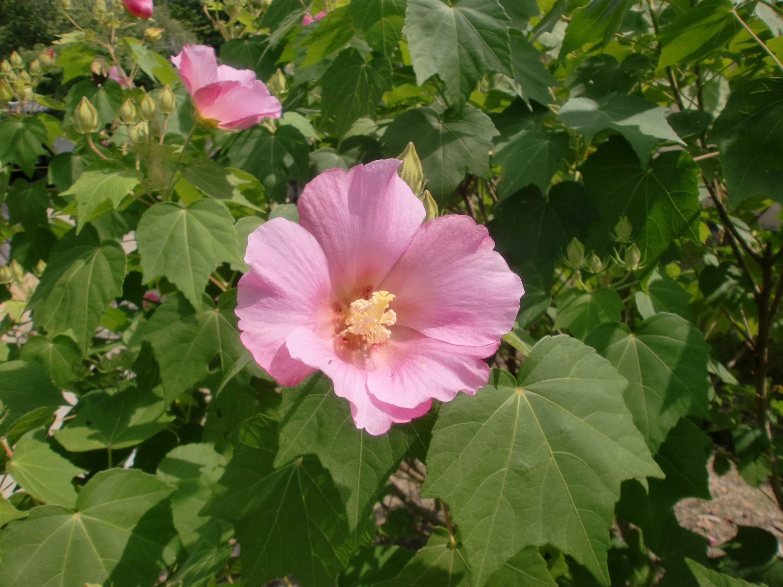 ６０歳で無職の優雅な日々 ムクゲ フヨウ タチアオイ