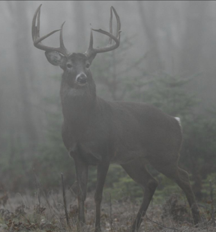 Do Deer Bed Down In Fog at Jaclyn Hampton blog