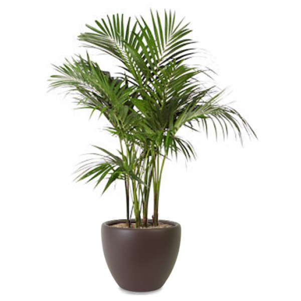 The Palm Experts Trees For Low Light The Palm Experts Trees For Low Light