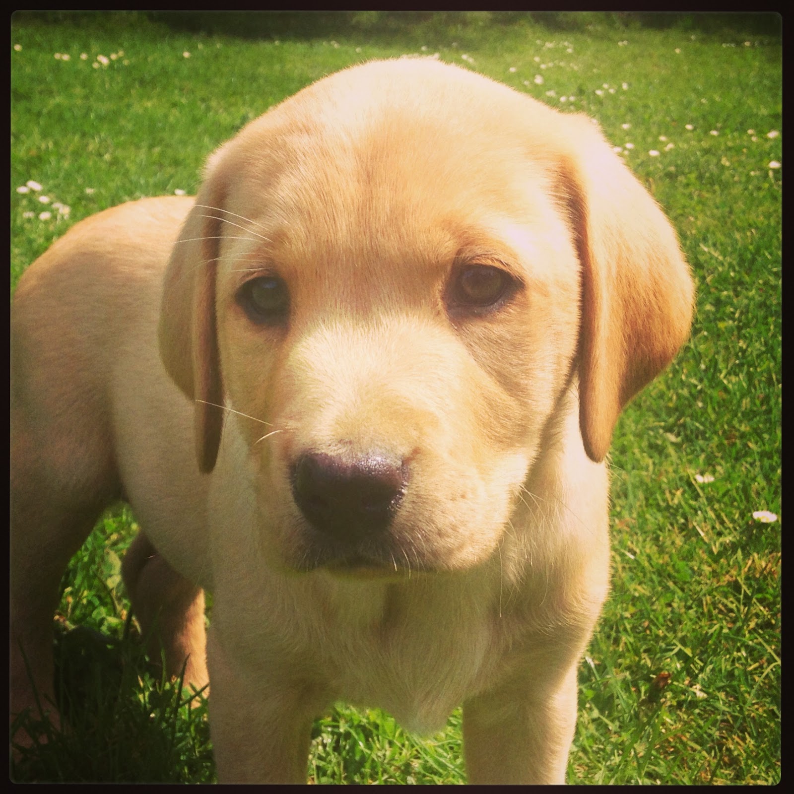 Yellow Labrador puppies, 9 weeks old, Kennel Club registered, first