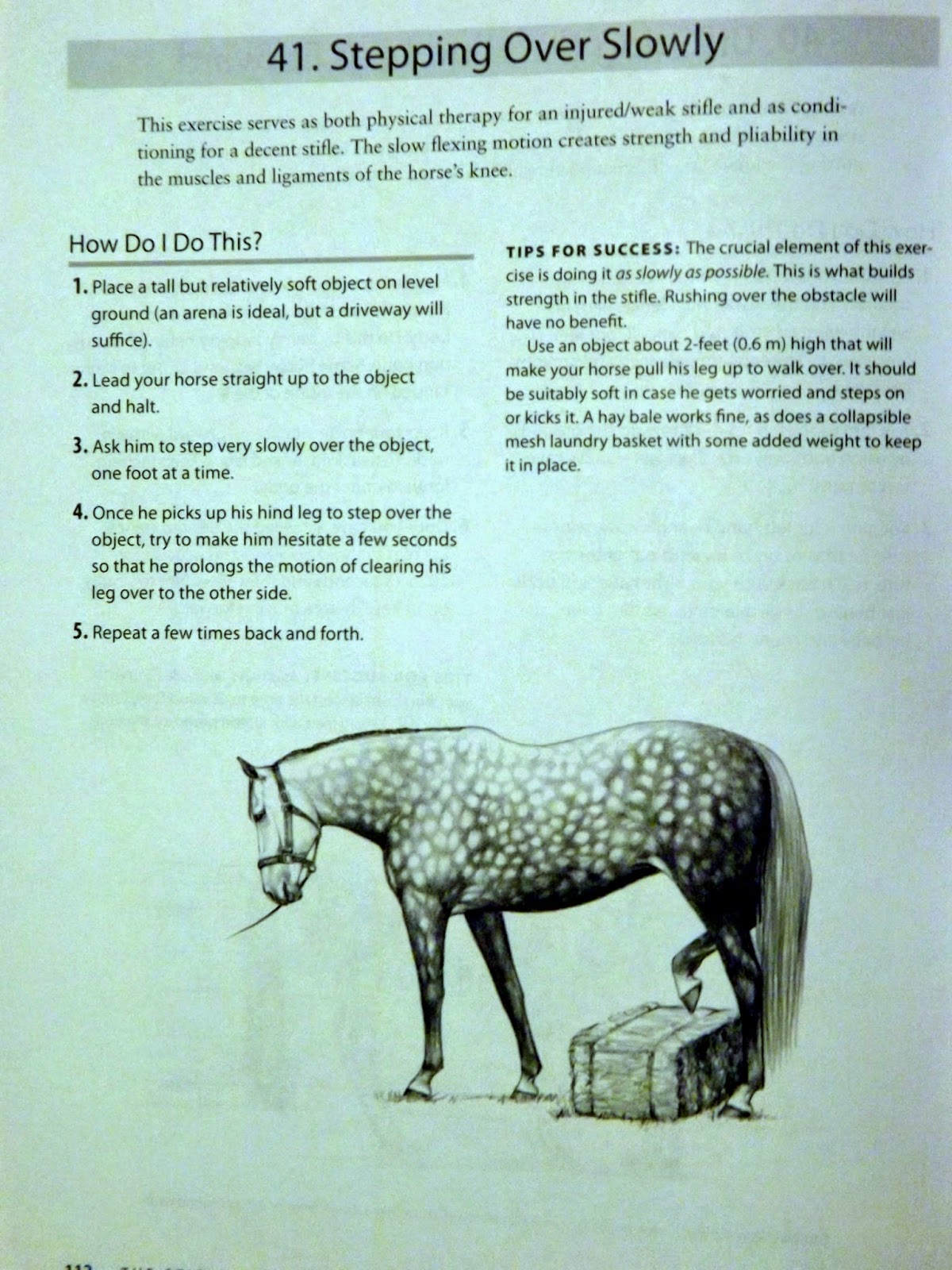 Equestrian Journey Stifle Exercises!