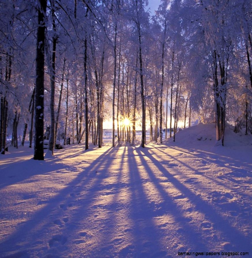 Winter Forest Pictures