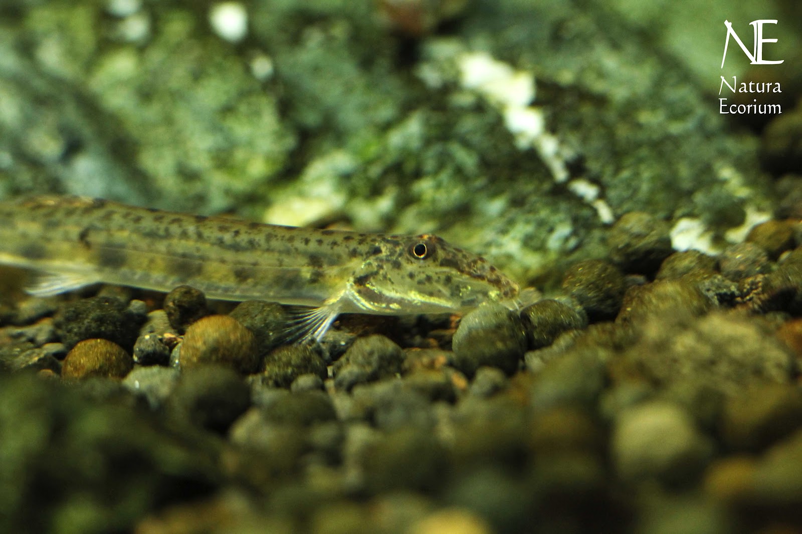 horse face loach