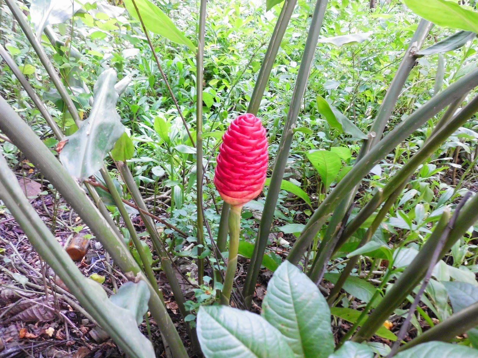 Exotic Plants in Indonesia