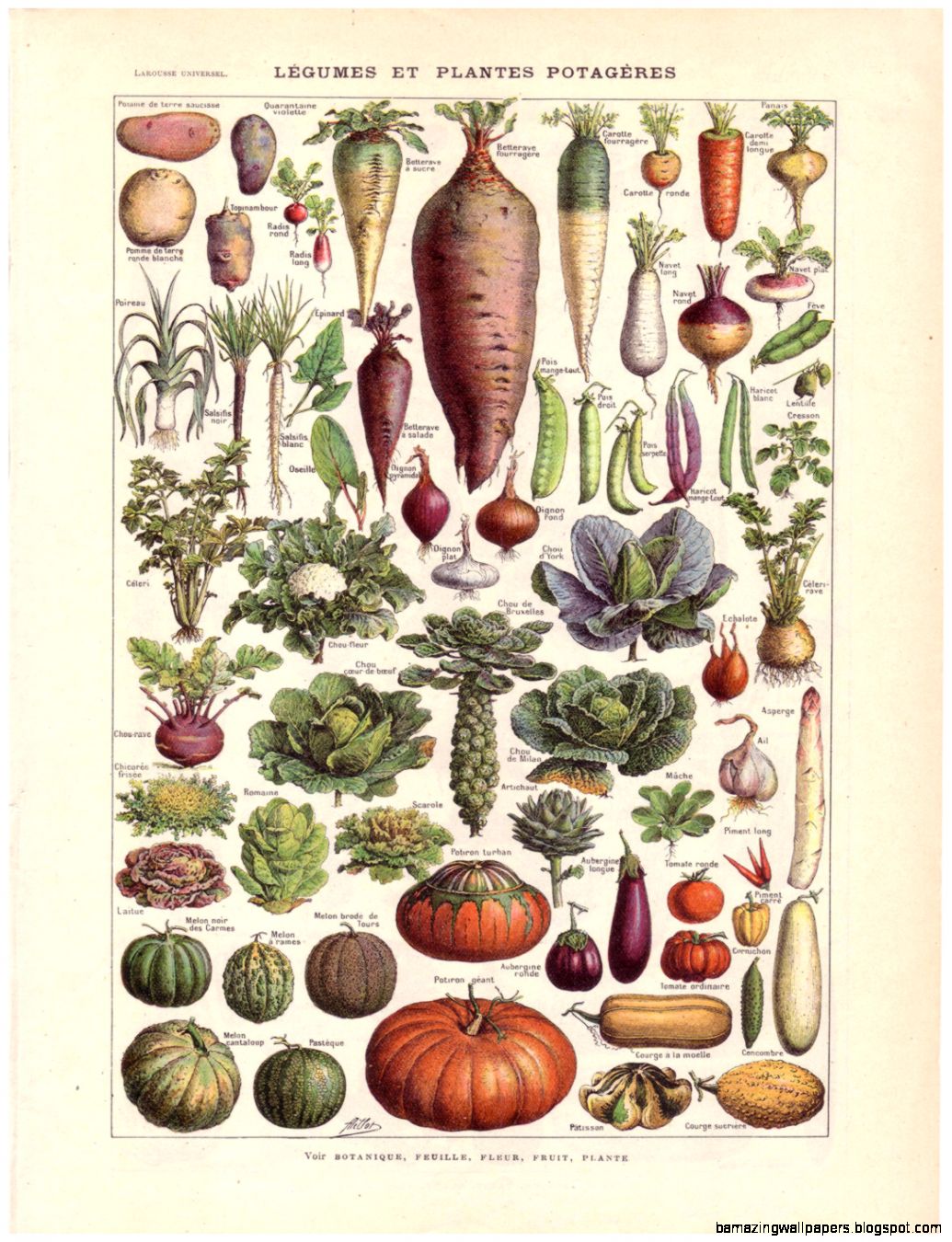 RESERVED for Kelsey 1922 Vintage VEGETABLES by sushipotvintage RESERVED for Kelsey 1922 Vintage VEGETABLES by sushipotvintage