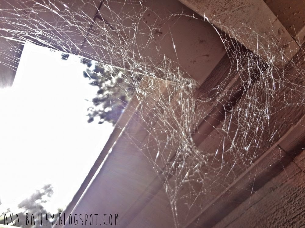 Spider web on my porch