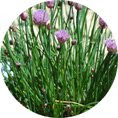 Chives