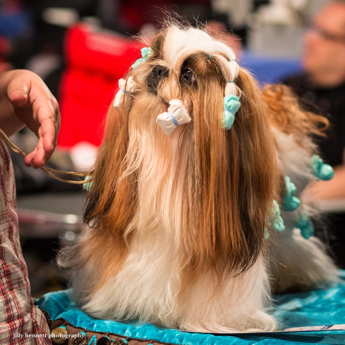 RIVIERA DOGS Monaco Dog Show Shihtzu