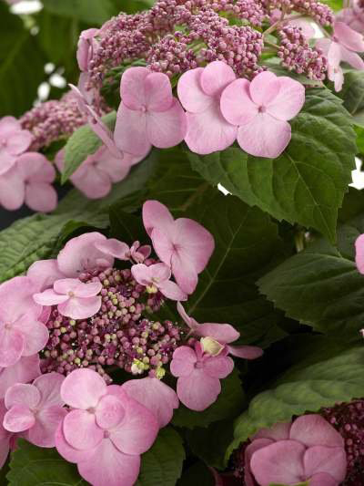 Plant Inventory At 20 Timothy Hydrangea Anomala Subsp