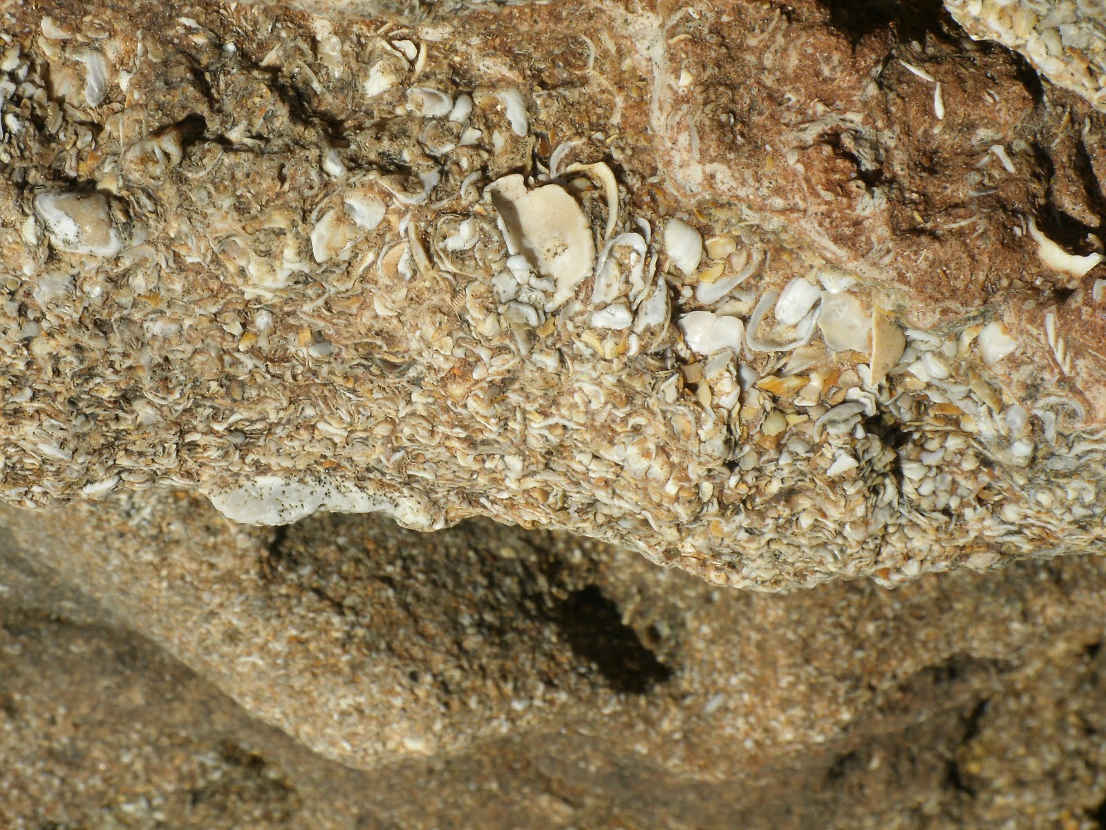 Coquina Rock