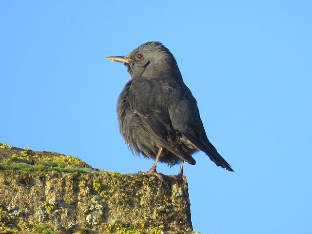 BLUE ROCK THRUSH-STOW-ON-THE WOLD-GLOUCESTERSHIRE-28TH DECEMBER 2016
