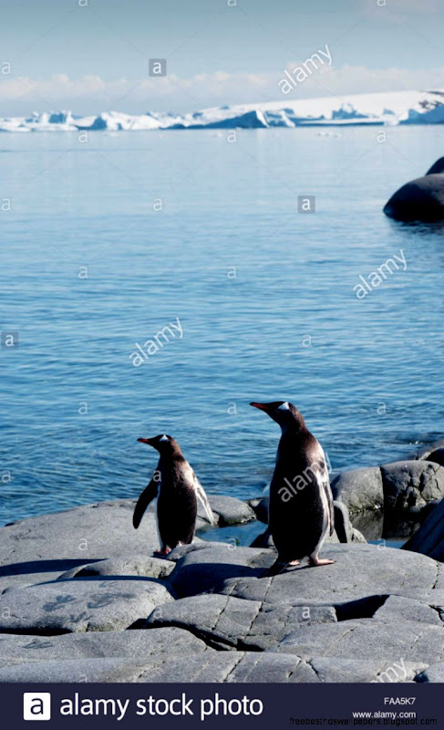 Gentoo Penguins Pygoscelis Papua Pleneau Island Antarctic Stock Gentoo Penguins Pygoscelis Papua Pleneau Island Antarctic Stock