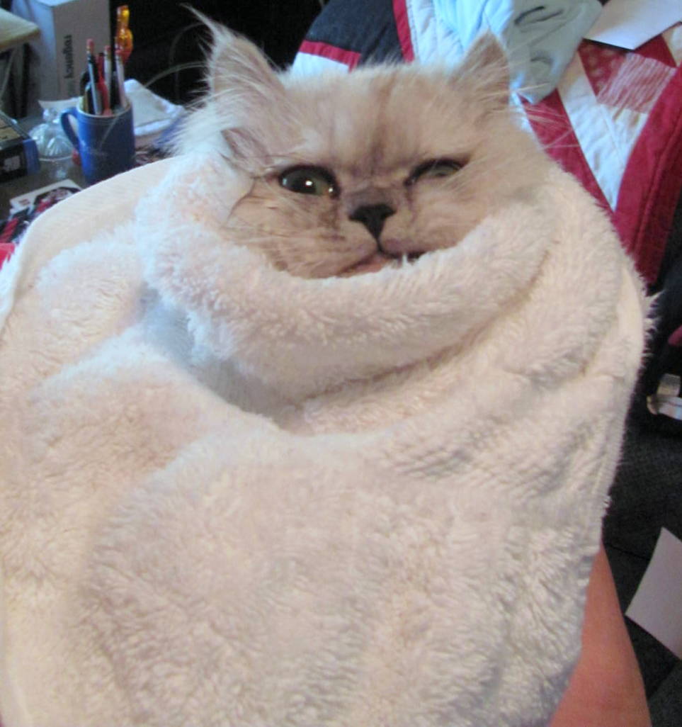 Sweet Purrfections: Papoose Kitty