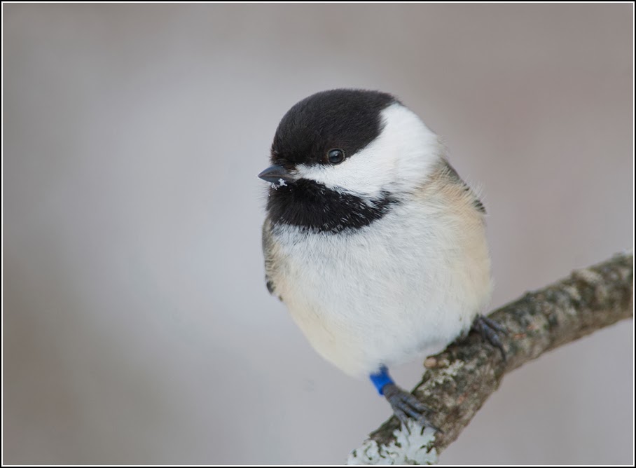 Ontario Birds and Herps Common backyard birds! Photoshoot!