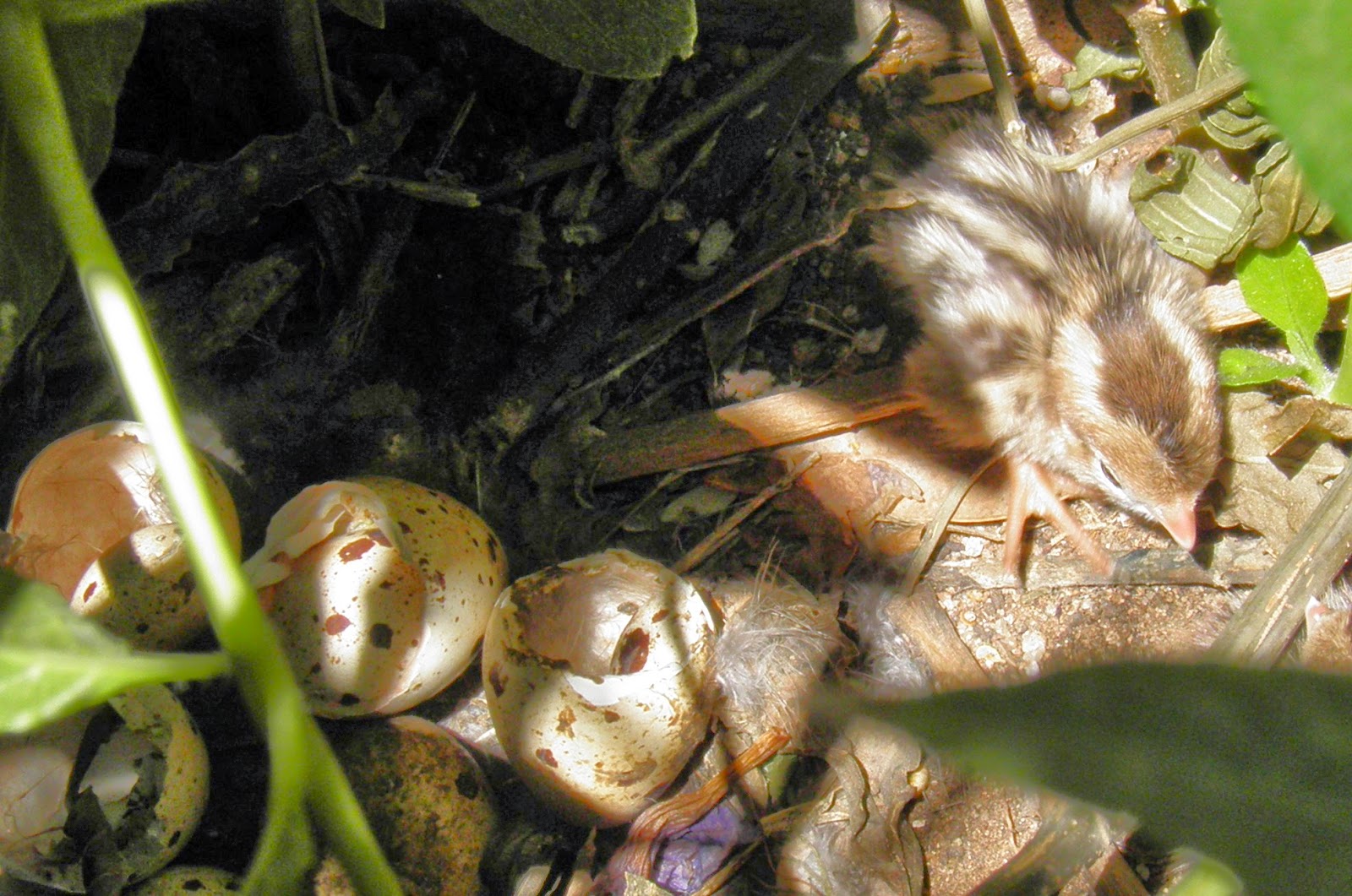 Arizona Beetles, Bugs, Birds and more The first Gambel's Quail chicks