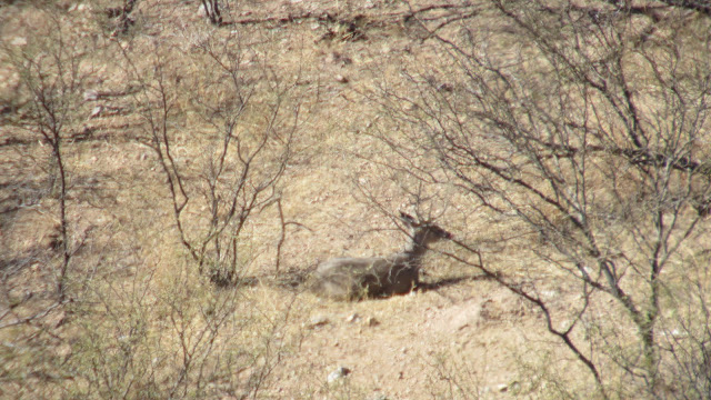 Coues%2Bdeer%2BHunting%2Bin%2BSonora%2BMexico%2Bwith%2BColburn%2Band%2BScott%2BOutfitters%2BJoe%2BHarris%2BBuck%2B6.JPG