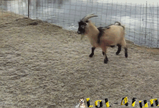 Funny goat