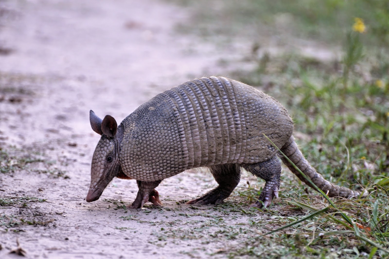 Nature's Realm Wildlife Photography Texas Armadillo Crossing